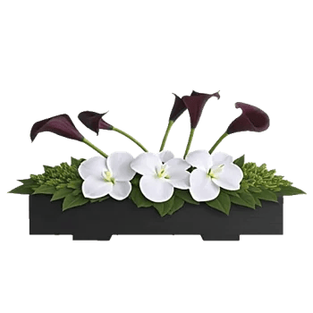 Modern White Orchids