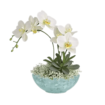 Modern White Orchids