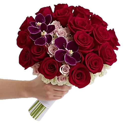 Blushing Rose Symphony