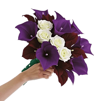 Elegant Calla Lilies