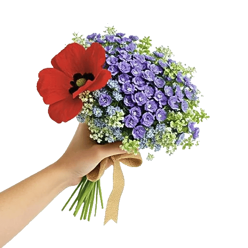 Blushing Rose Symphony