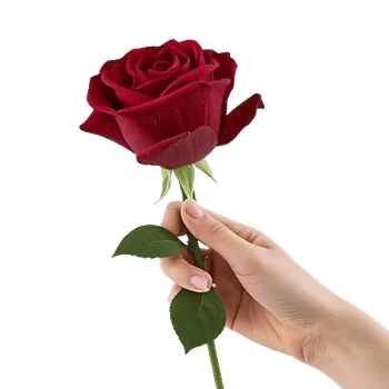 Crimson Rose Elegance