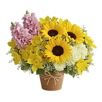 Amber Sunflower Glow