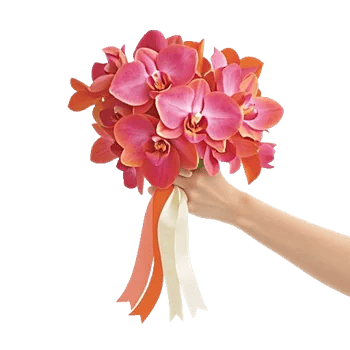 Orchid Petal Glow