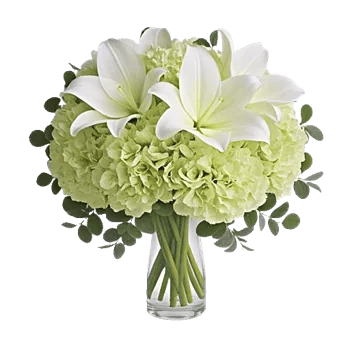 Ivory Blossom Radiance