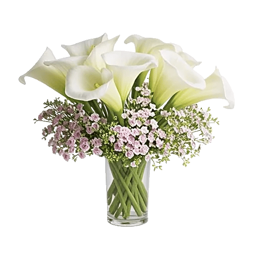 Elegant Calla Lilies