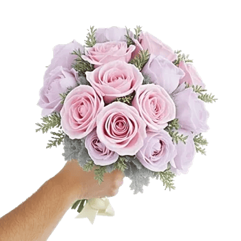 Pastel Pink Roses