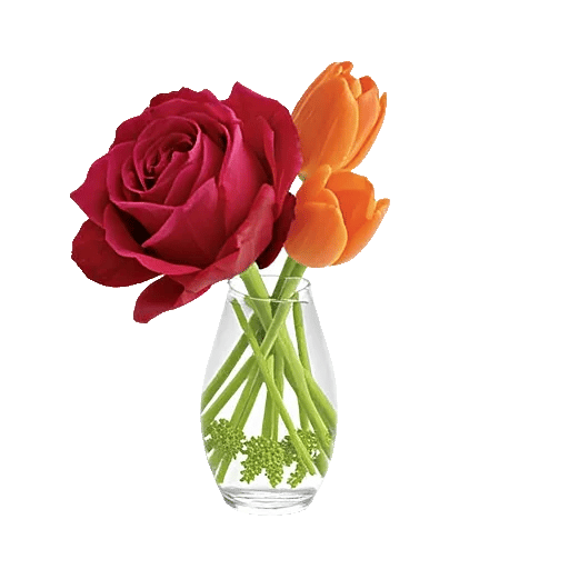 Radiant Rose Symphony