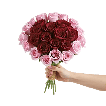 Pastel Pink Roses