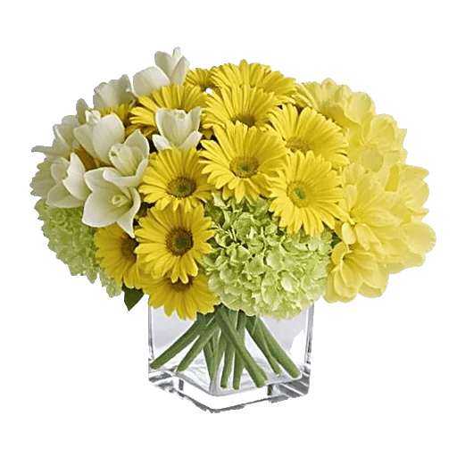 Petal Radiance Bliss