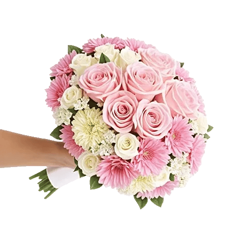 Pastel Pink Roses