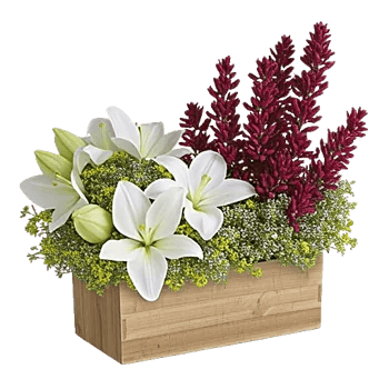 Graceful Lily Display