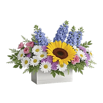 Twinkling Sunflower Dance