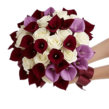 Elegant Calla Lilies