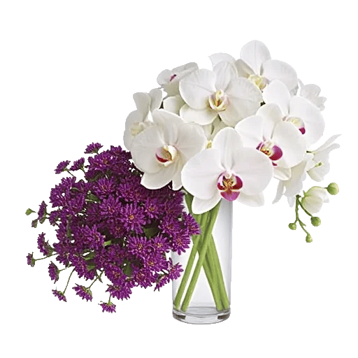 Modern White Orchids
