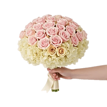 Blushing Rose Symphony