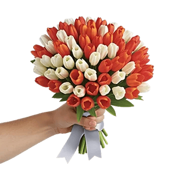 Velvet Tulip Display