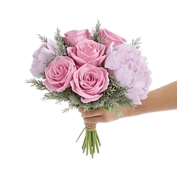 Pastel Pink Roses