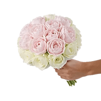 Peony Petal Harmony