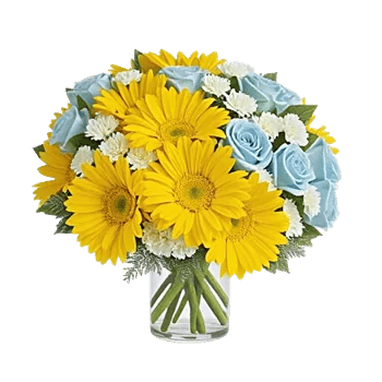 Enchanting Daisy Garden