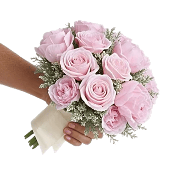 Pastel Pink Roses