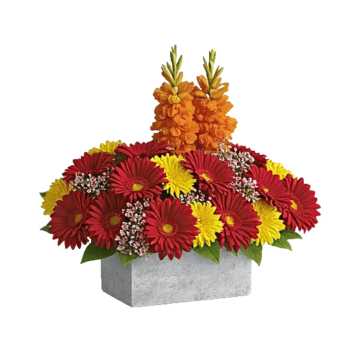 Petal Radiance Bliss