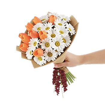 Scarlet Tulip Splendor