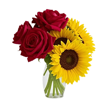 Radiant Rose Symphony