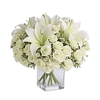 Ivory Blossom Radiance