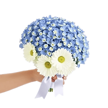 Blossom Petal Serenity