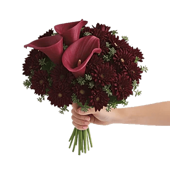 Elegant Calla Lilies