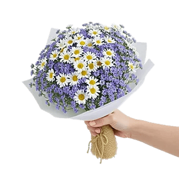 Serene Petal Harmony