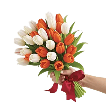 Scarlet Tulip Splendor