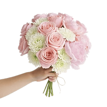 Pastel Pink Roses