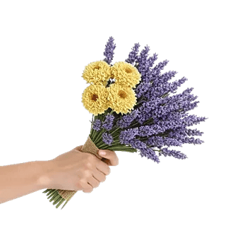 Lavender Fields Forever