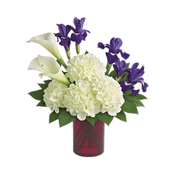 Elegant Calla Lilies