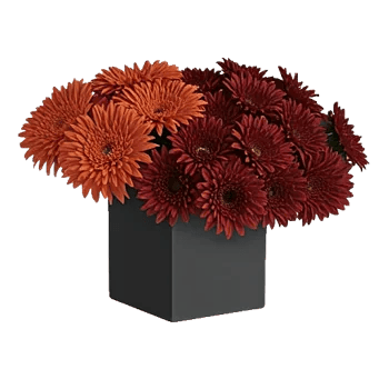 Modern White Orchids