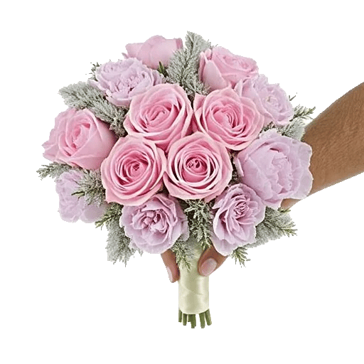 Pastel Pink Roses