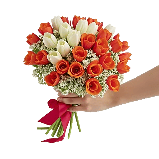 Scarlet Tulip Splendor