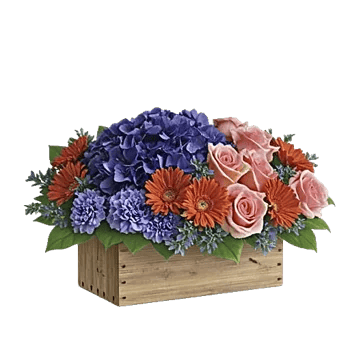 Sapphire Bloom Whisper