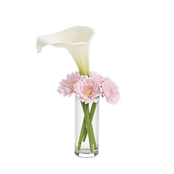 Elegant Calla Lilies