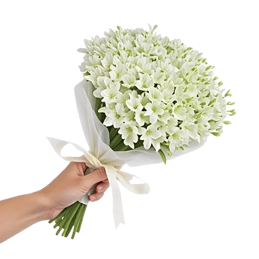 Ivory Blossom Radiance