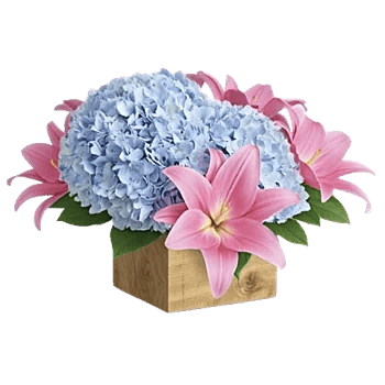 Blooming Serenity Display