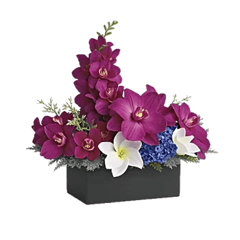 Modern White Orchids