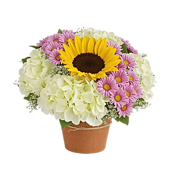 Amber Sunflower Glow