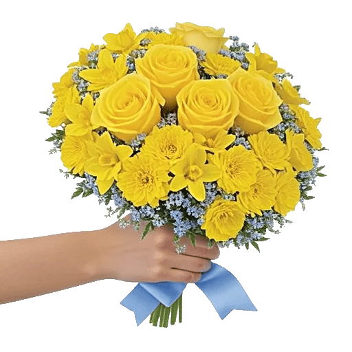 Soft Sunlight Blooms