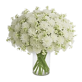 Ivory Blossom Radiance