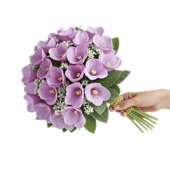 Plum Blossom Radiance