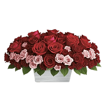 Crimson Rose Elegance