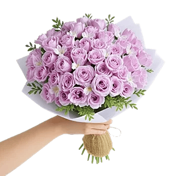 Petal Softness Display